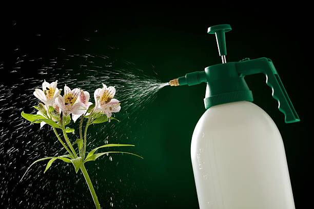 istock Spraying With a Garden Bottle 182767982