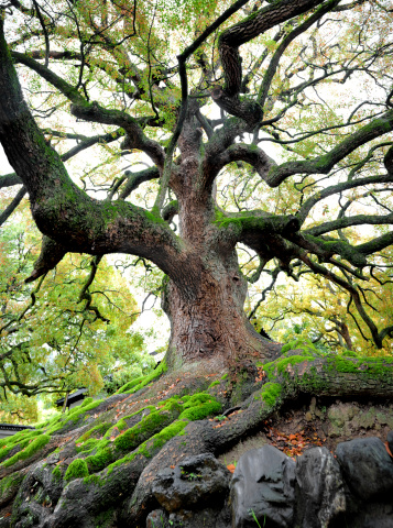 500 year old campher tree in Kyoto. Need more Japan images: