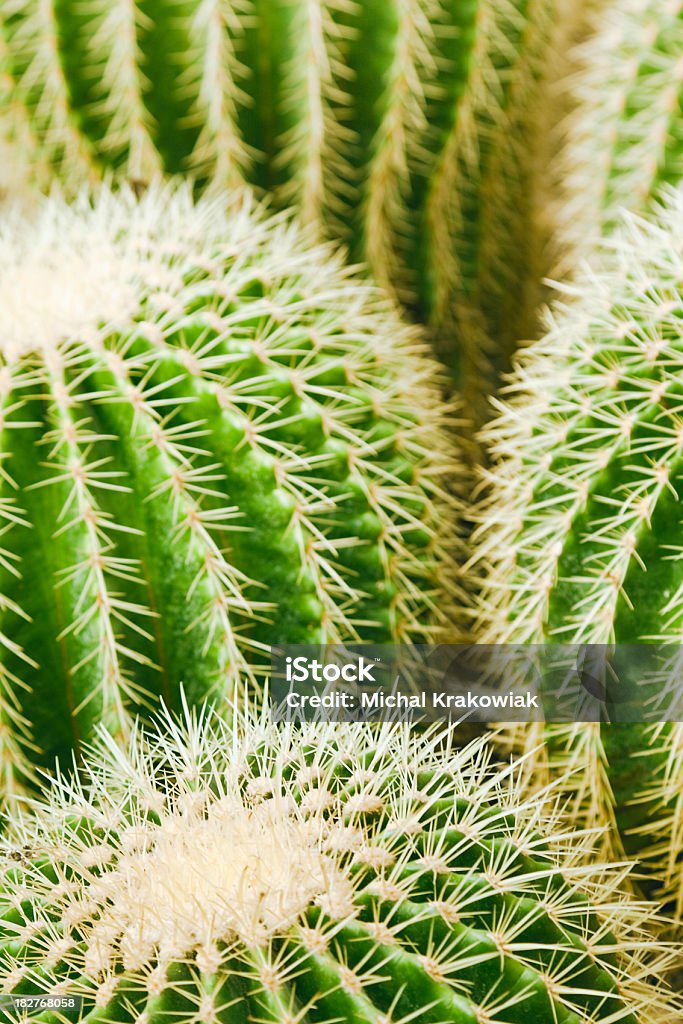 Cactus Golden barrel cactus (Echinocactus Grusonii) Backgrounds Stock Photo