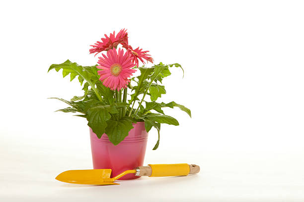 istock Gerbera Daisies and Trowel 182768147
