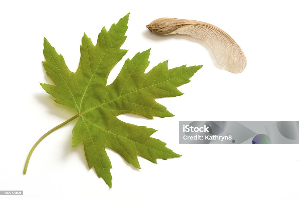 Maple folhas e recepções - Foto de stock de Bordo Prateado royalty-free