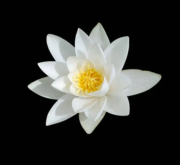 Water Lily,Isolated On Black