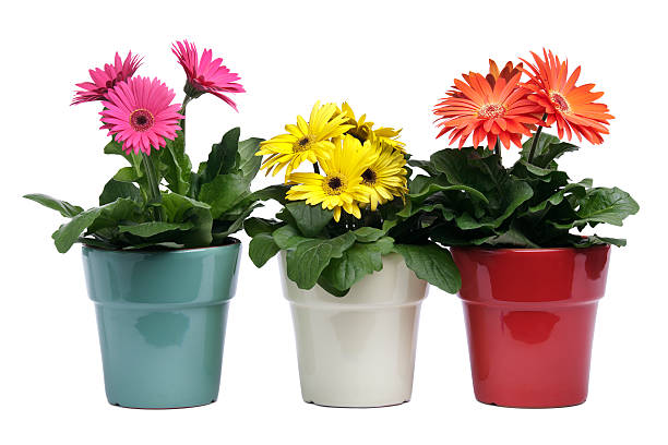 Colorful Gerbera Daisies, Potted Plants in Pottery on White Background
