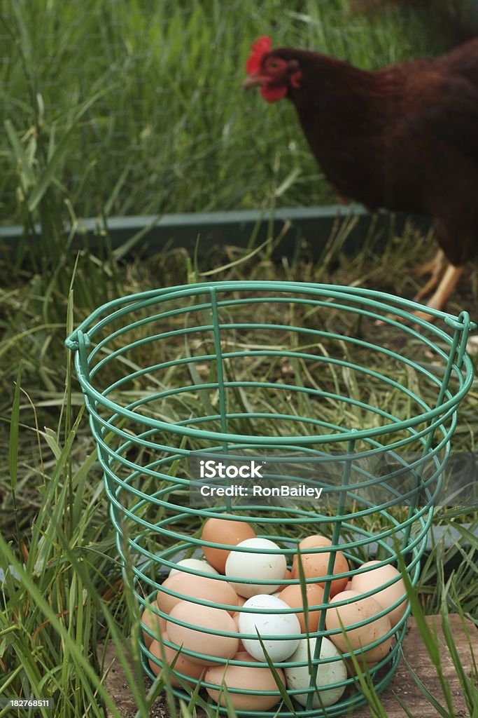 Eggs and Chickens "A green wire basket of fresh brown, white and blue egs with hens out of focus in the background.All images in this series..." Agriculture Stock Photo