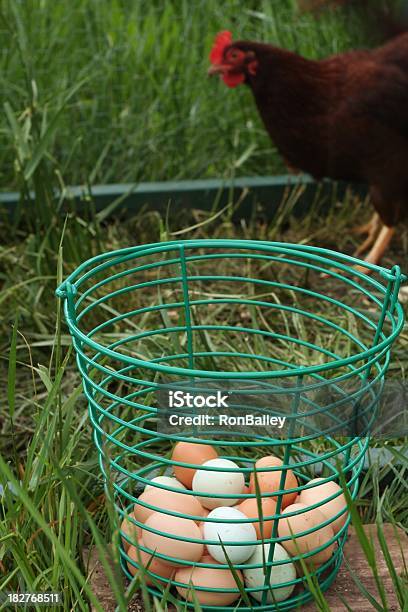 Eggs And Chickens Stock Photo - Download Image Now - Agriculture, Animal, Animal Egg