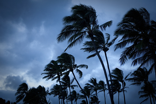 Palm trees in high wind with stormy sky in the background.