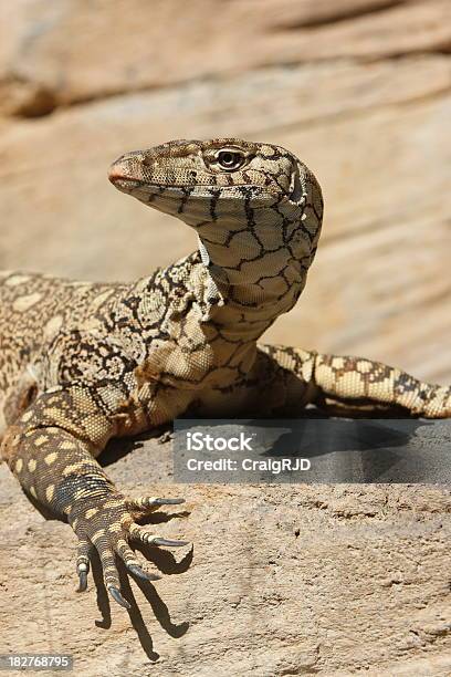 Monitor Lizard Stock Photo - Download Image Now - Animal, Animal Themes, Animal Wildlife