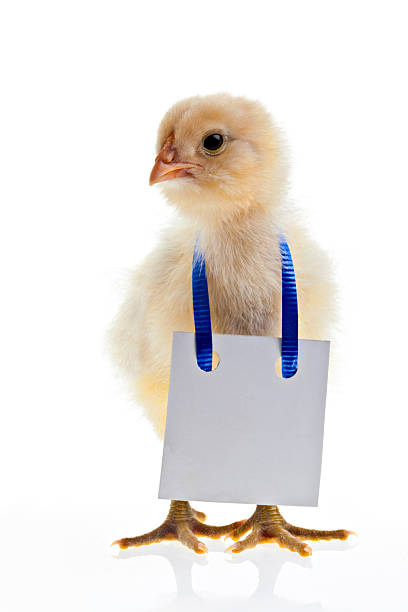 istock Little Baby Chick Wearing A Blank White Cardboard Sign 182768867