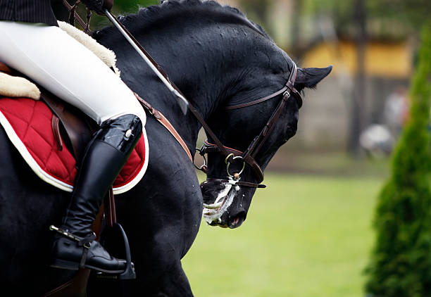istock Show jumping horse portrait 182768896