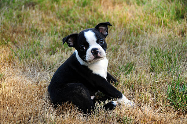 boston-terrier puppy stock photo