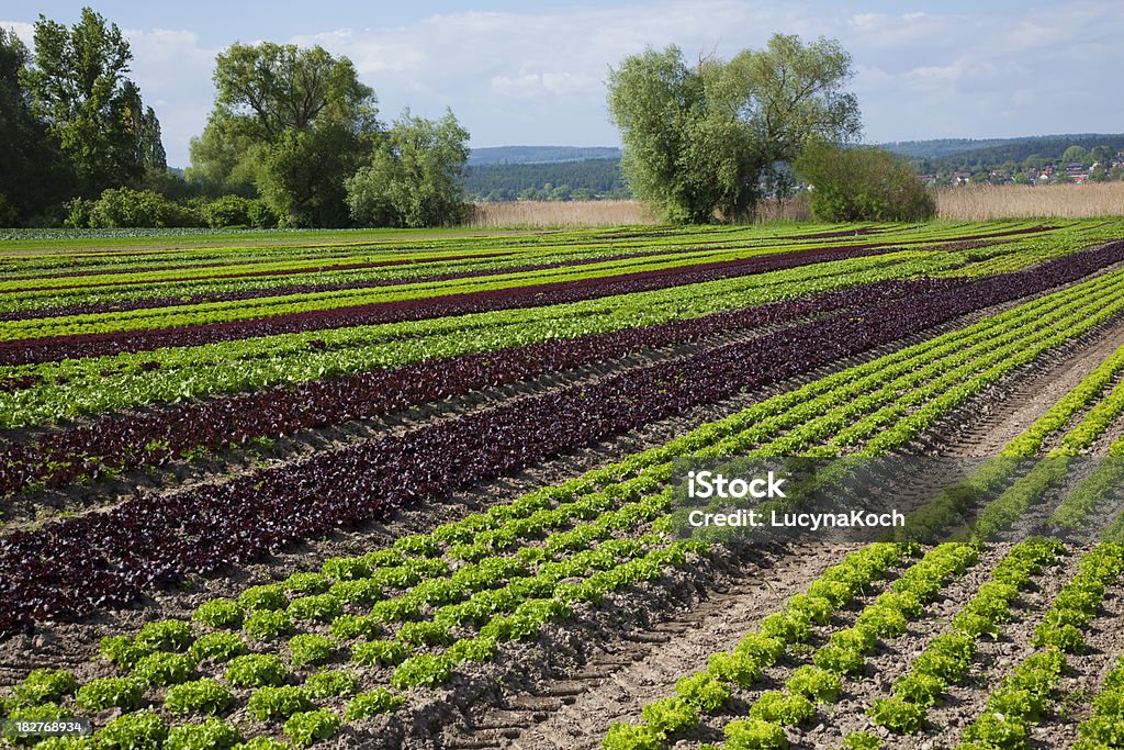 Feld voll Salate. - Lizenzfrei Blau Stock-Foto