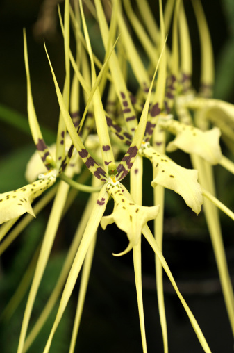 Many unusual Brassia orchids on branch. For more flowers (click