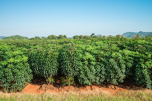 Cassava field in a row plantation in blue clear sky sunny day background. Agriculture, plantation, crop and industry concept.