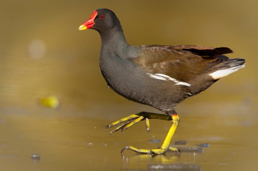 Common Moorhen (Gallinula chloropus)