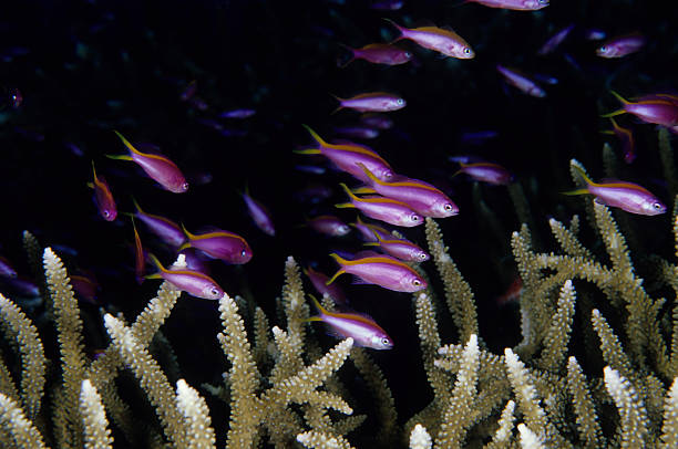 pseudanthias parade - deep sea staghorn coral school of fish - fotografias e filmes do acervo