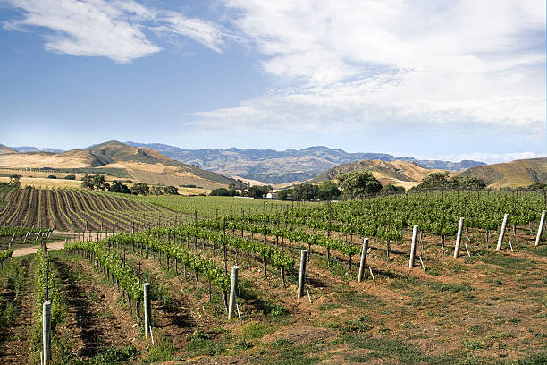 istock Vineyard- Santa Ynez 182769483
