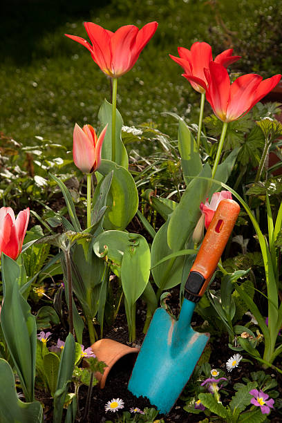 Flowers with shovel stock photo