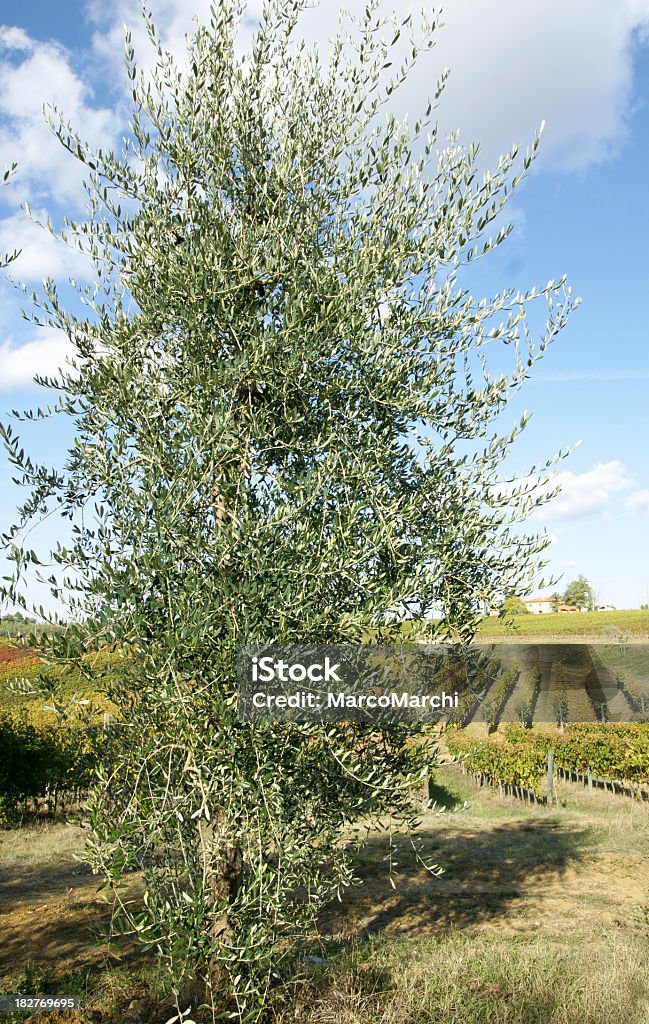 オリーブの木 - イタリアのロイヤリティフリーストックフォト