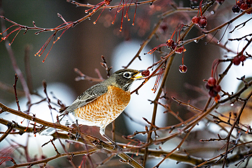 A bright, colorful male American Robin (Turdus migratorius) perched on a winter crabapple tree branch is gripping an aging, but still whole crabapple berry in its beak. In mid-winter January in western New York State, this tree has already been stripped almost bare of its hanging fruit, so what is left is over ripe and wrinkled or even rotting.