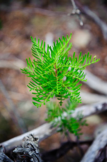 istock Oregano herb leaf soil shallow depth field 182769884
