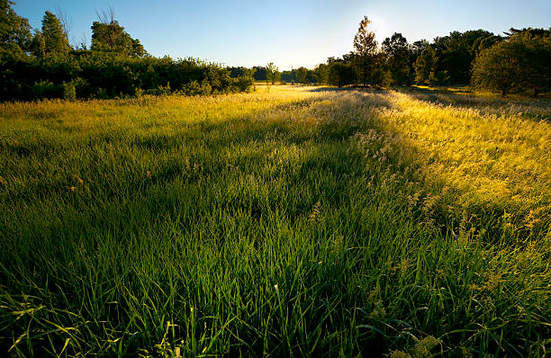 istock Spring Fields, Morning Dew Covered Natural Grasses Glisten in Sunrise 182769905