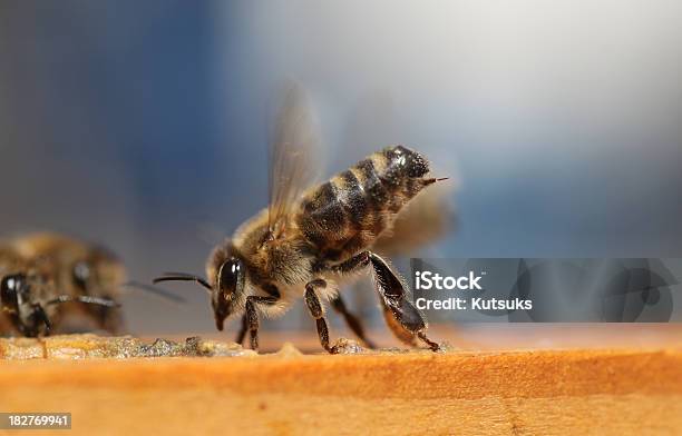 꿀벌 쏘임 벌에 대한 스톡 사진 및 기타 이미지 - 벌, 독성 물질, 쏘다