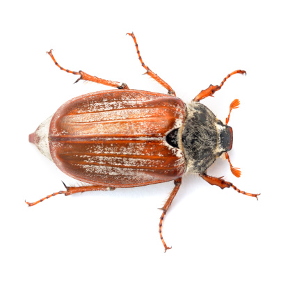 A cockchaffer isolated on a white background.