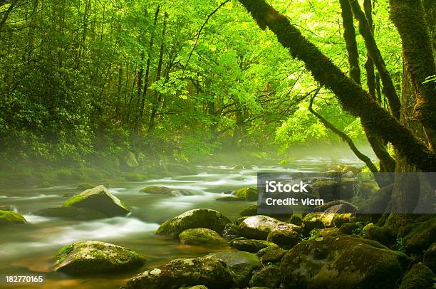 Névoa Da Manhã - Fotografias de stock e mais imagens de Ao Ar Livre - Ao Ar Livre, Bebida Fresca, Cor verde