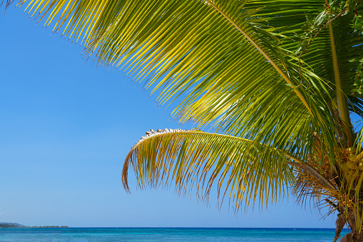 coconut tree branch and sea