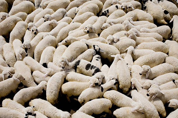 istock Herd of sheep 182770723