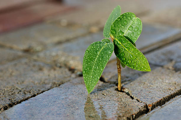 Close-up of a small plant growing through bricks young plant taking roots in concrete cracked, surviving on rain water. concept image of overcometh adversity, perseverance...etc. image slightly vignetted struggle photos stock pictures, royalty-free photos & images