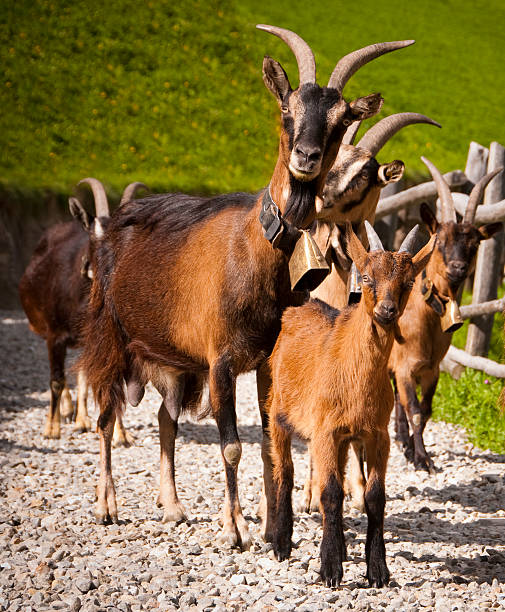 mountain goats - cencerro fotos fotografías e imágenes de stock