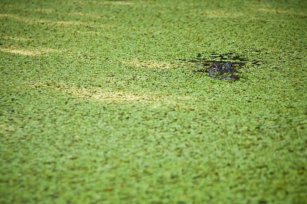 Alligator residential neighborhood