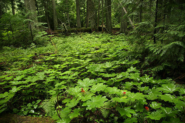 зеленый лес - cedar tree tree montana woods стоковые фото и изображения