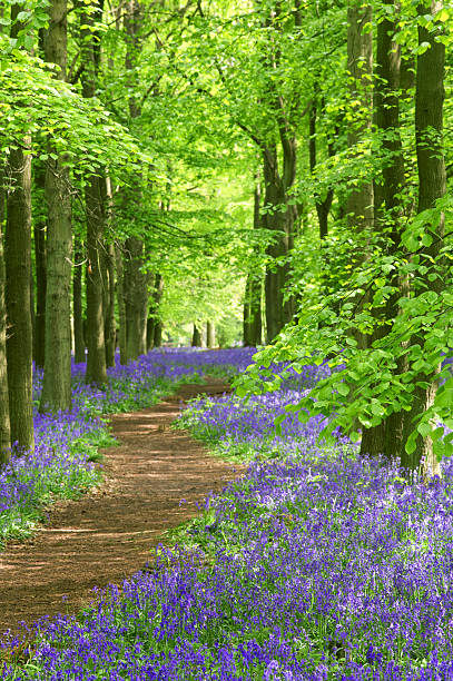 istock pathway through the beechwood and bluebells 182771622