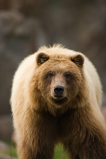istock Grizzly or brown bear staring down the camera. 182771698