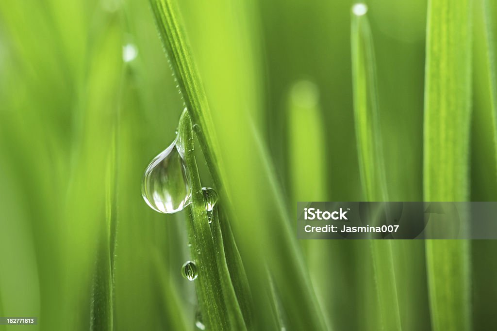 Fresh spring grass with waterdrop "Fresh spring grass with waterdrop,  shallow focus" Backgrounds Stock Photo