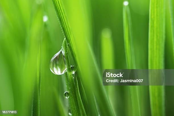 Fresh Spring Grass With Waterdrop Stock Photo - Download Image Now - Backgrounds, Blade of Grass, Bright