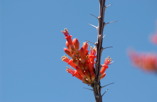 Primer plano de la flor de cactus Ocotillo photo