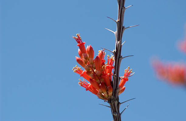Closeup of Ocotillo cactus blossom stock photo