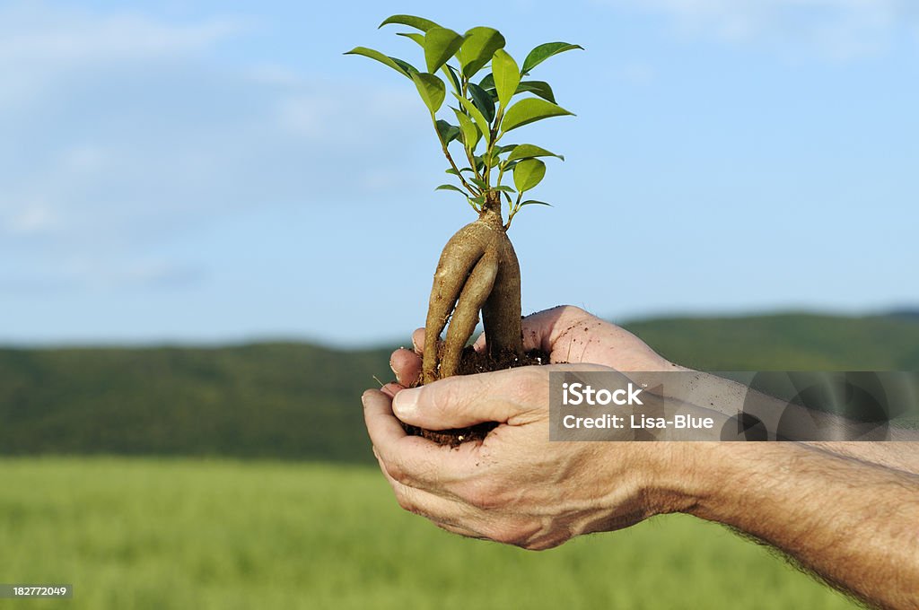 Nouvelle vie dans les mains - Photo de Adulte libre de droits