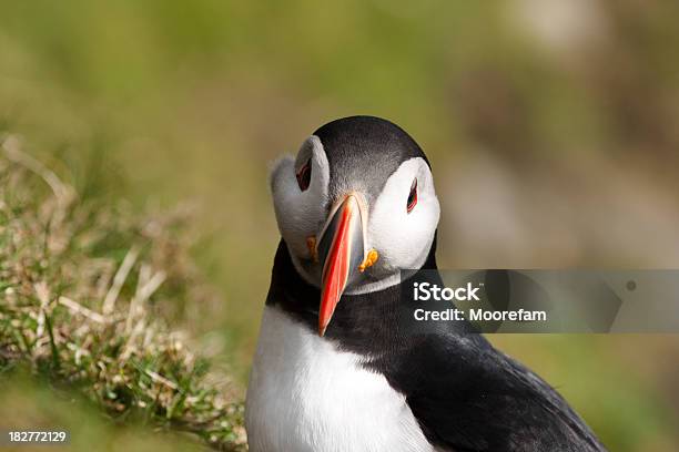 Foto de Puffin Estreia Em Unst Shetland e mais fotos de stock de Animal - Animal, Bico, Destino turístico