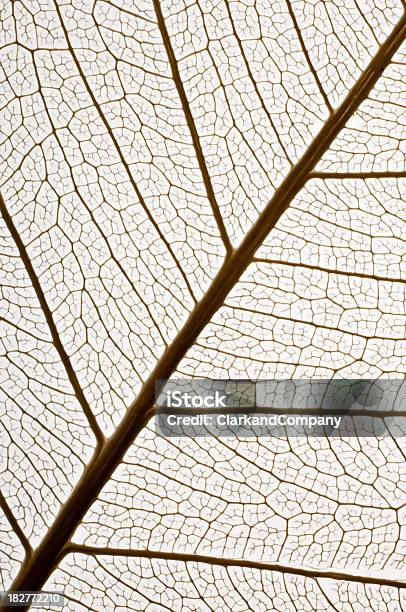 Leaf Adern Makro Stockfoto und mehr Bilder von Ansicht aus erhöhter Perspektive - Ansicht aus erhöhter Perspektive, Biologie, Blatt - Pflanzenbestandteile