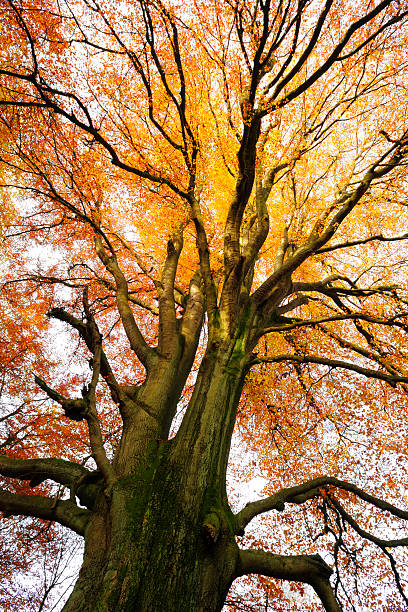 hêtre ancienne mousse recouverte de forêt d'automne - beech tree wilderness area forest log photos et images de collection