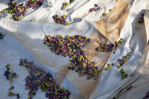 Olive Harvest- green and black olives