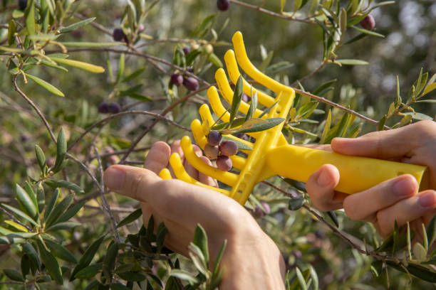 Picking Olives from a tree with a small rake stock photo