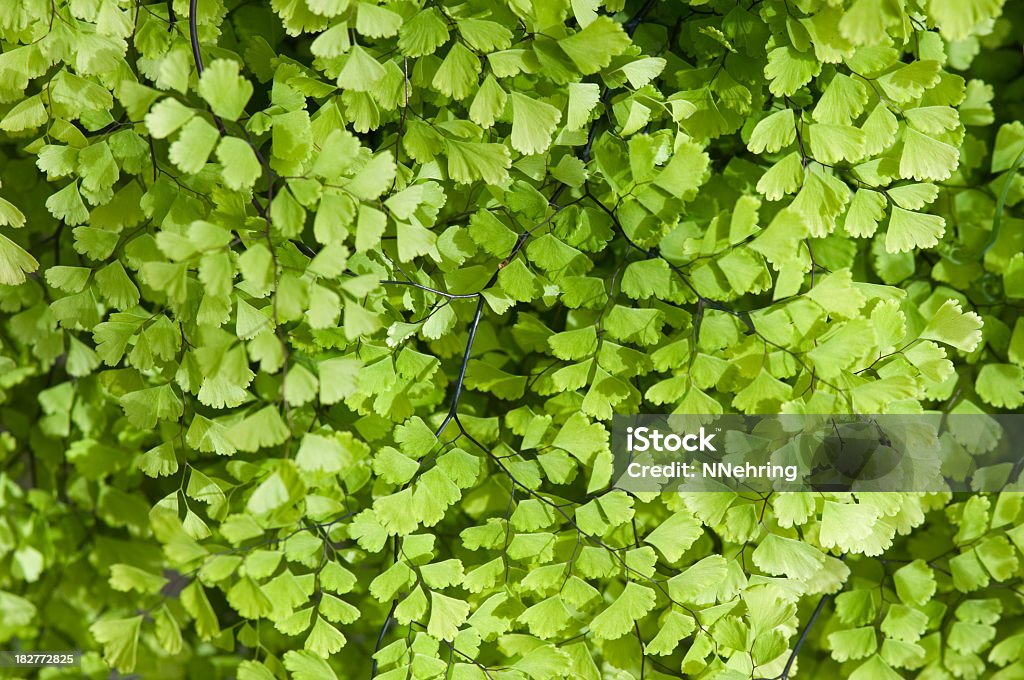 maidenhair 양치식물, Adiantum 종, 클로즈업 - 로열티 프리 0명 스톡 사진