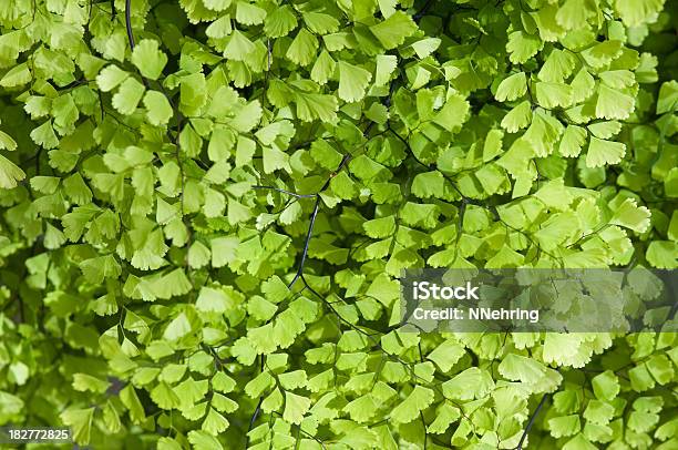 Maidenhair Fern Adiantum Species Close Up Stock Photo - Download Image Now - Backgrounds, Close-up, Fern