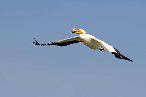 istock American White Pelican (Pelecanus erythrorhynchos) Soaring 182772959