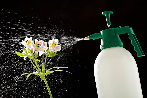 istock Spraying With a Garden Bottle 182772966